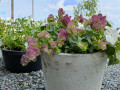 upload_img1