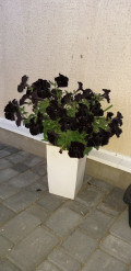upload_img1