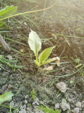 upload_img1