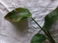 upload_img1