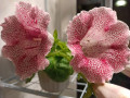 upload_img1