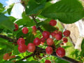 upload_img1