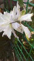 upload_img1