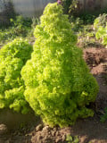upload_img1