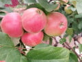 upload_img1