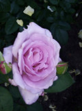 upload_img1