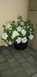 upload_img1