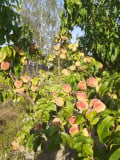 upload_img1