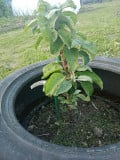upload_img1