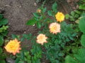 upload_img1