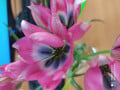 upload_img1