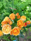 upload_img1