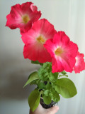 upload_img1