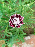 upload_img1