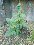 upload_img1