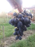 upload_img1