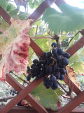 upload_img1