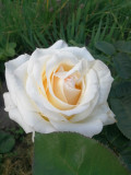 upload_img1