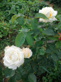 upload_img1