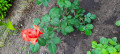 upload_img1