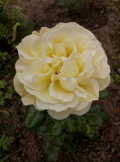upload_img1