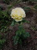 upload_img1