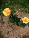 upload_img1