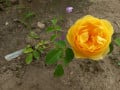 upload_img1
