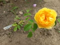 upload_img1