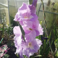 upload_img1