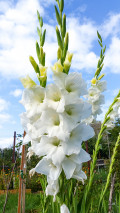 upload_img1