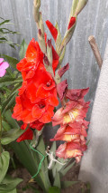 upload_img1