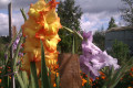 upload_img1