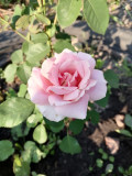 Роза плетистая Розовая крупная (Big Pink) (2182): купить саженцы почтой ...