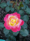 upload_img1