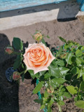 upload_img1