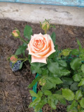 upload_img1