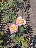 upload_img1