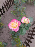 upload_img1