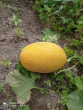 upload_img1