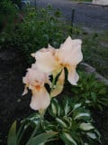 upload_img1