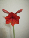 upload_img1