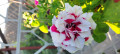 upload_img1