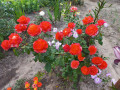 upload_img1