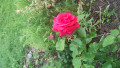 upload_img1