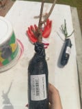 Купить саженцы роз с доставкой почтой в Минске, Беларуси | интернет ...