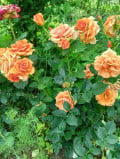 upload_img1