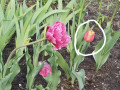 upload_img1