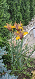 upload_img1