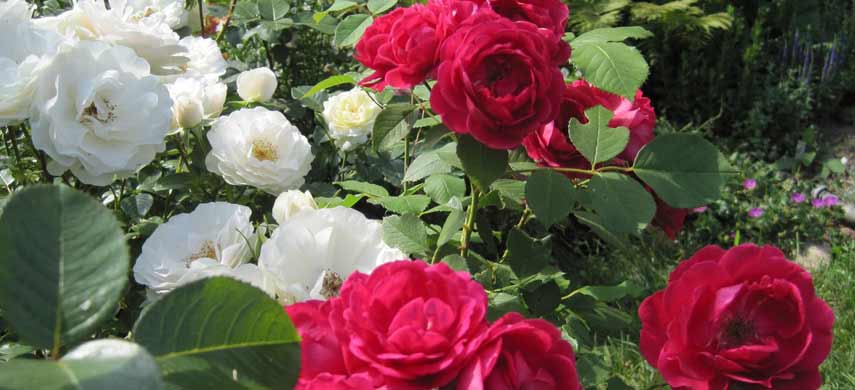 10 неприхотливых сортов роз для начинающих садоводов
